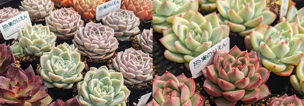 エケベリア | 多肉植物の専門通販サイト｜実のりえん