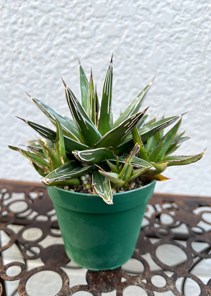 アガベ 'Little Feat' 姫笹の雪錦 agave victoriae-reginae 姫笹の雪