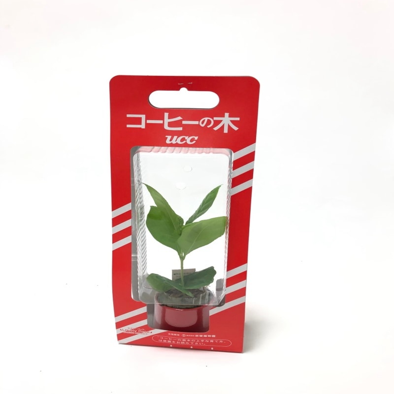 コーヒーの木 7号｜s200｜観葉02-D2 | 観葉・多肉,コーヒーの木 | 赤塚