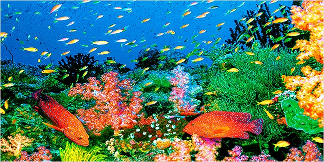 奇跡の海物語 伊東昭義｜求龍堂