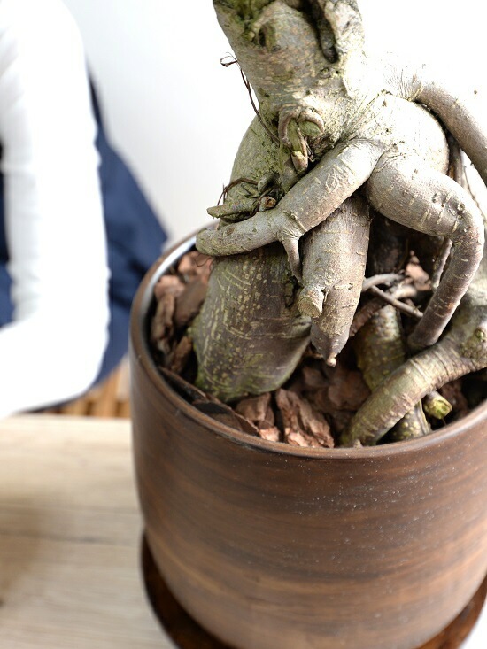 がじゅまる 楽天市場】がじゅまる（幹太タイプ） 白色 大丸 陶器鉢（天然砕石