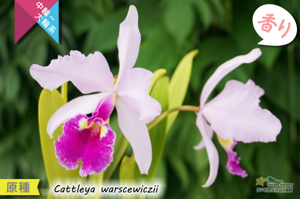 南米コロンビア産カトレア原種】C.warscewiczii （原種）カトレア