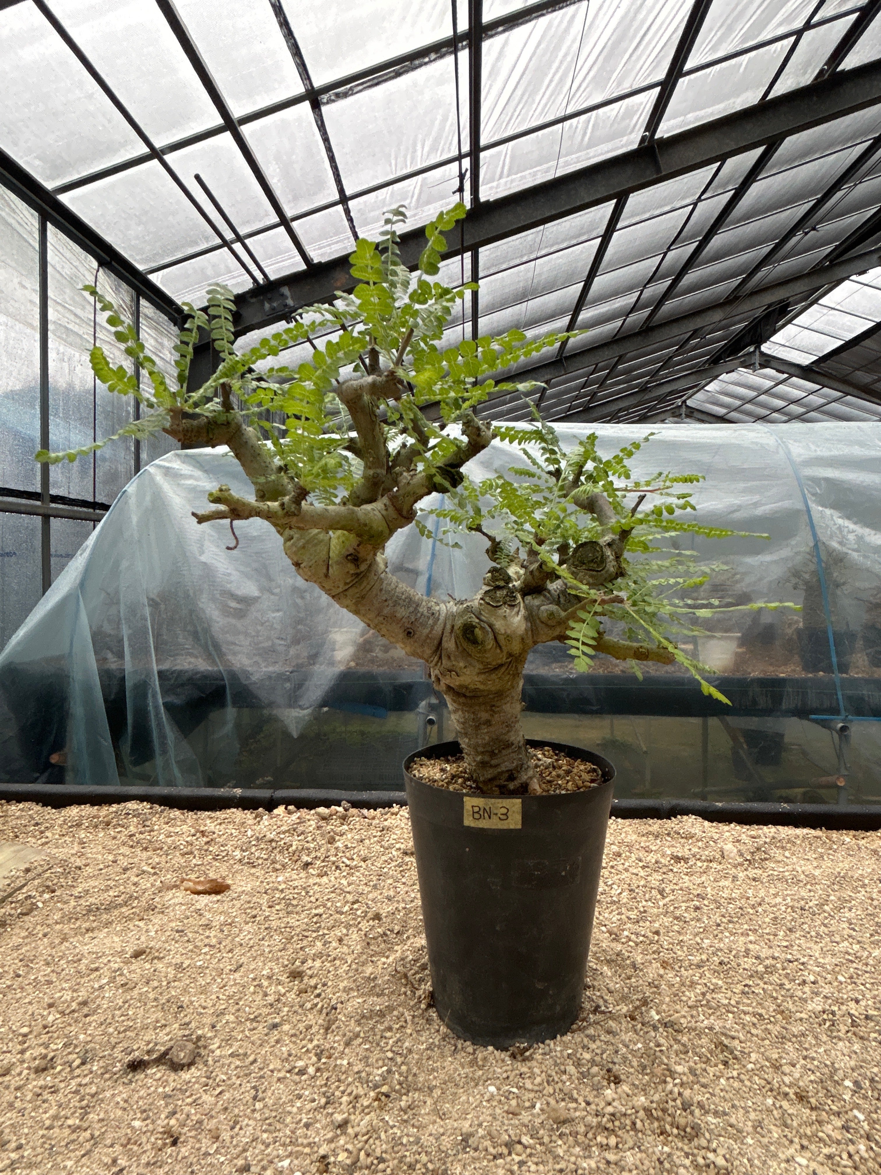 BN-1 ボスウェリア・ネグレクタ – GOLDEN CAMPOS OKINAWA