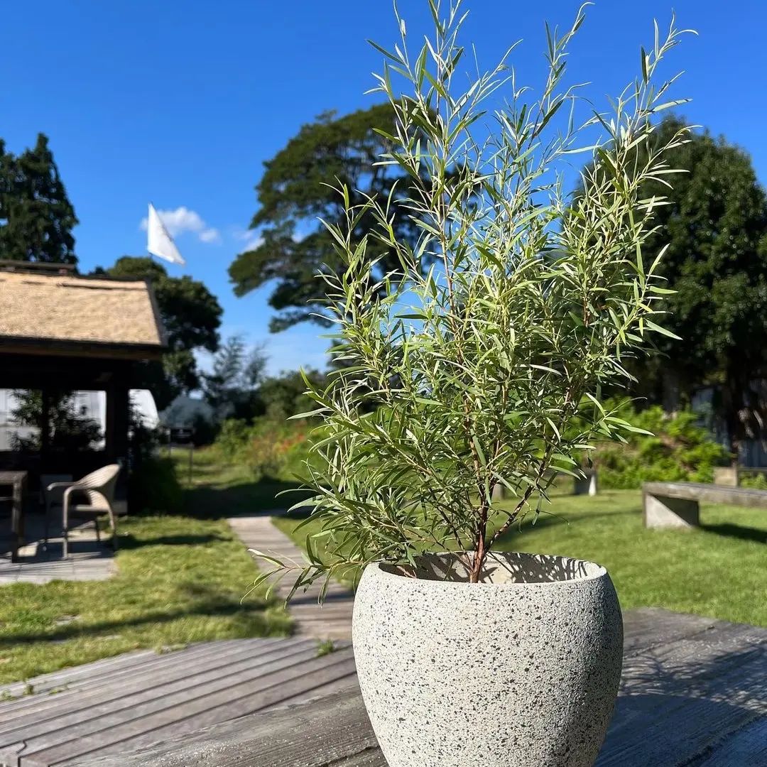 シルバーティーツリー - グリーンプロデュース～暮らしに緑を