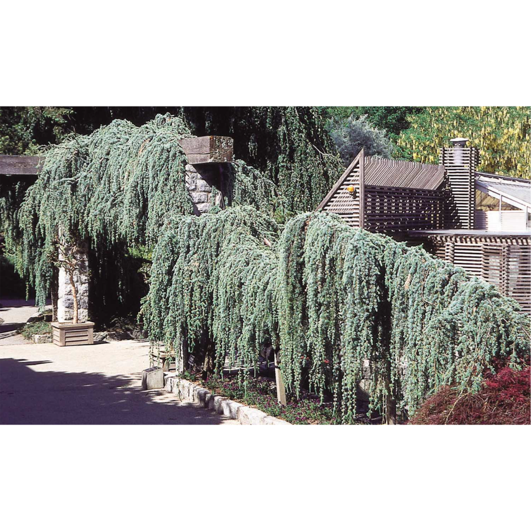 アトラスシーダー 'グラウカペンデュラ' - グリーン情報