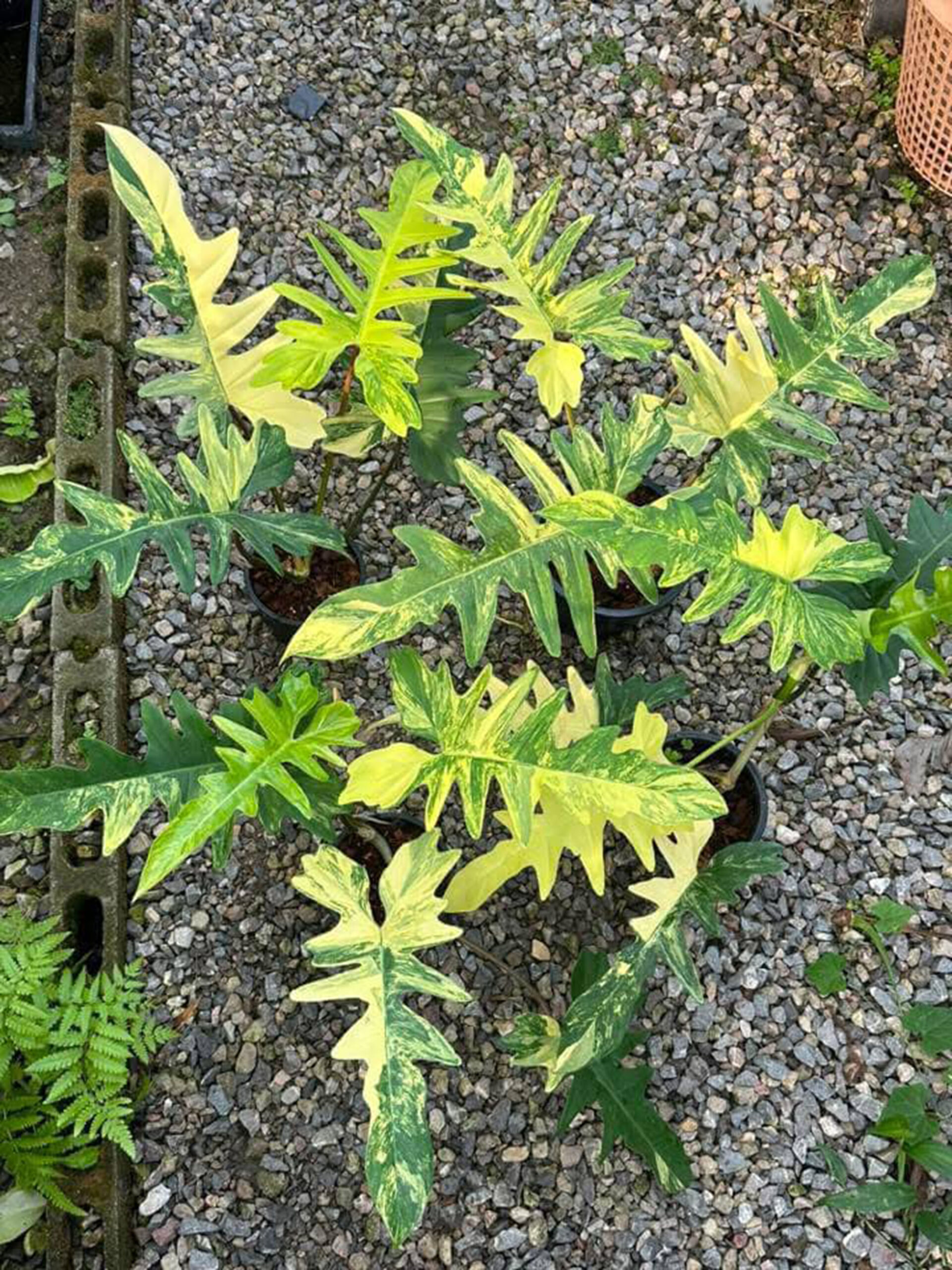 Philodendron Florida Beauty x Mayoi Variegated 6