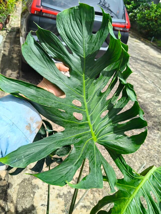 Monstera Deliciosa Tattoo Jumbo size | Rare Monstera | Greenboog