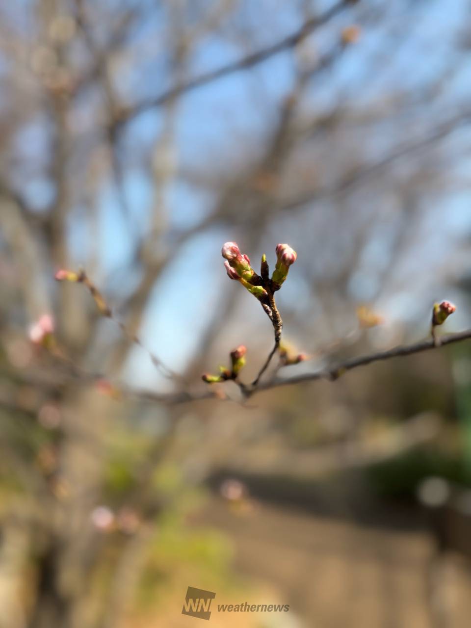 桜のつぼみの様子は？ 注目の空の写真 ウェザーニュース