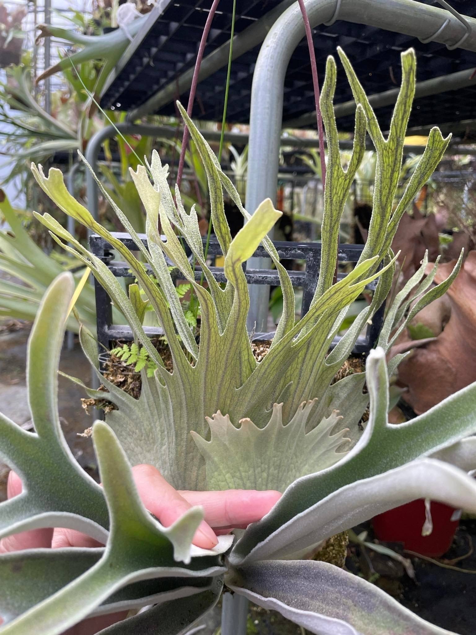 Platycerium Veitchii Auburn River Spore - Grow Your Own – HCorchids