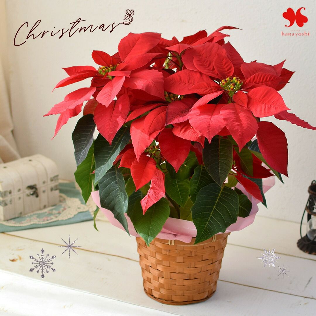 000000000241-01.jpg?size=l&w=