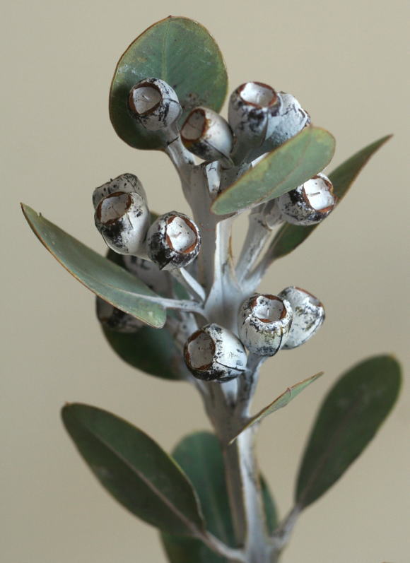 自分が使った花材事典：ユーカリ（テトラゴナナッツ） | 新・花の情報