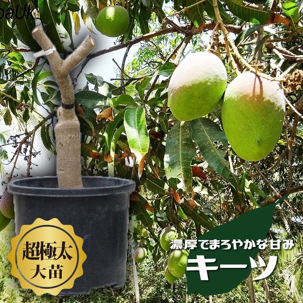 くろキーツマンゴー苗 【特選 接木】半耐寒性 くろ様専用