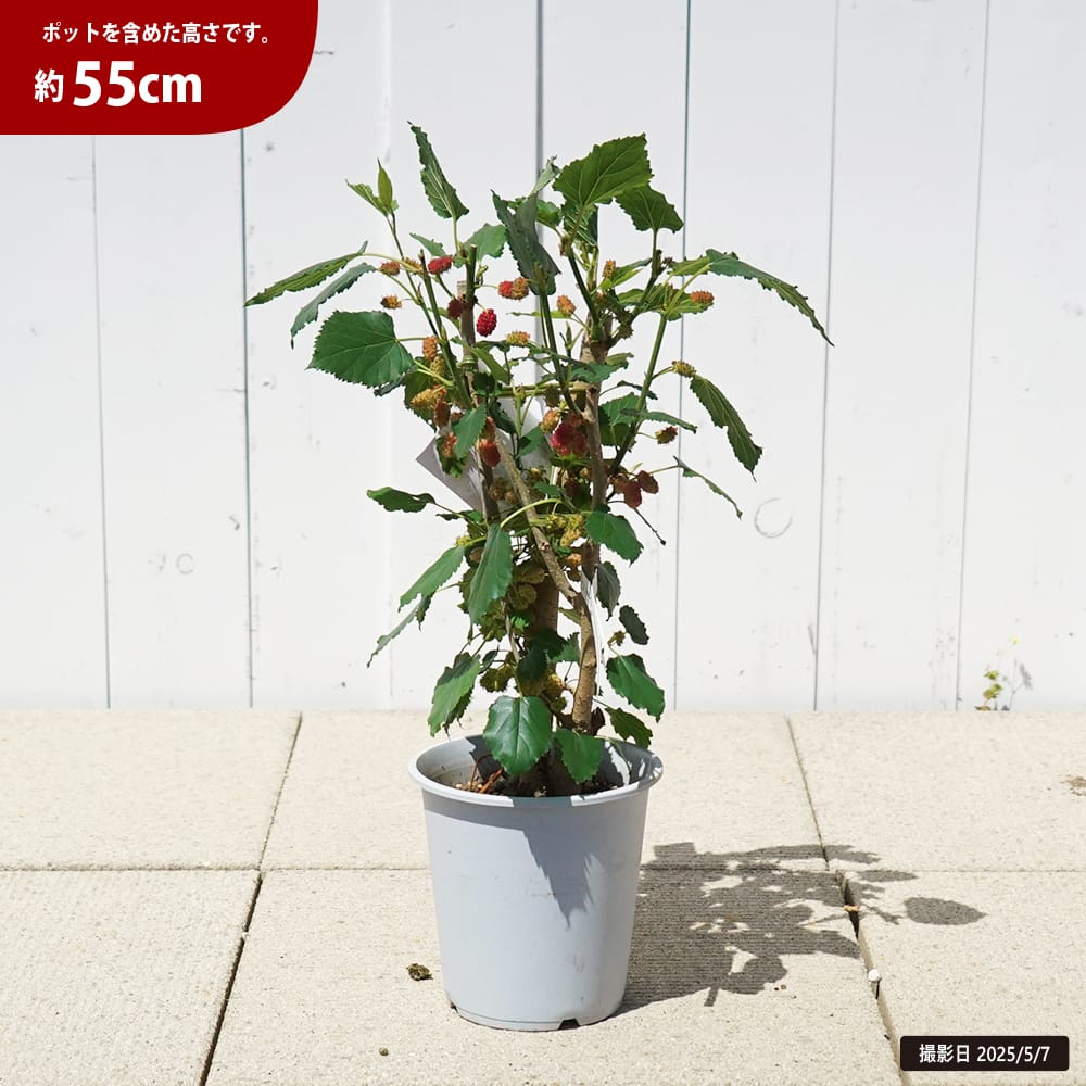 桑（マルベリー） スイートマルベリー 苗 販売 苗木部 By 花ひろば