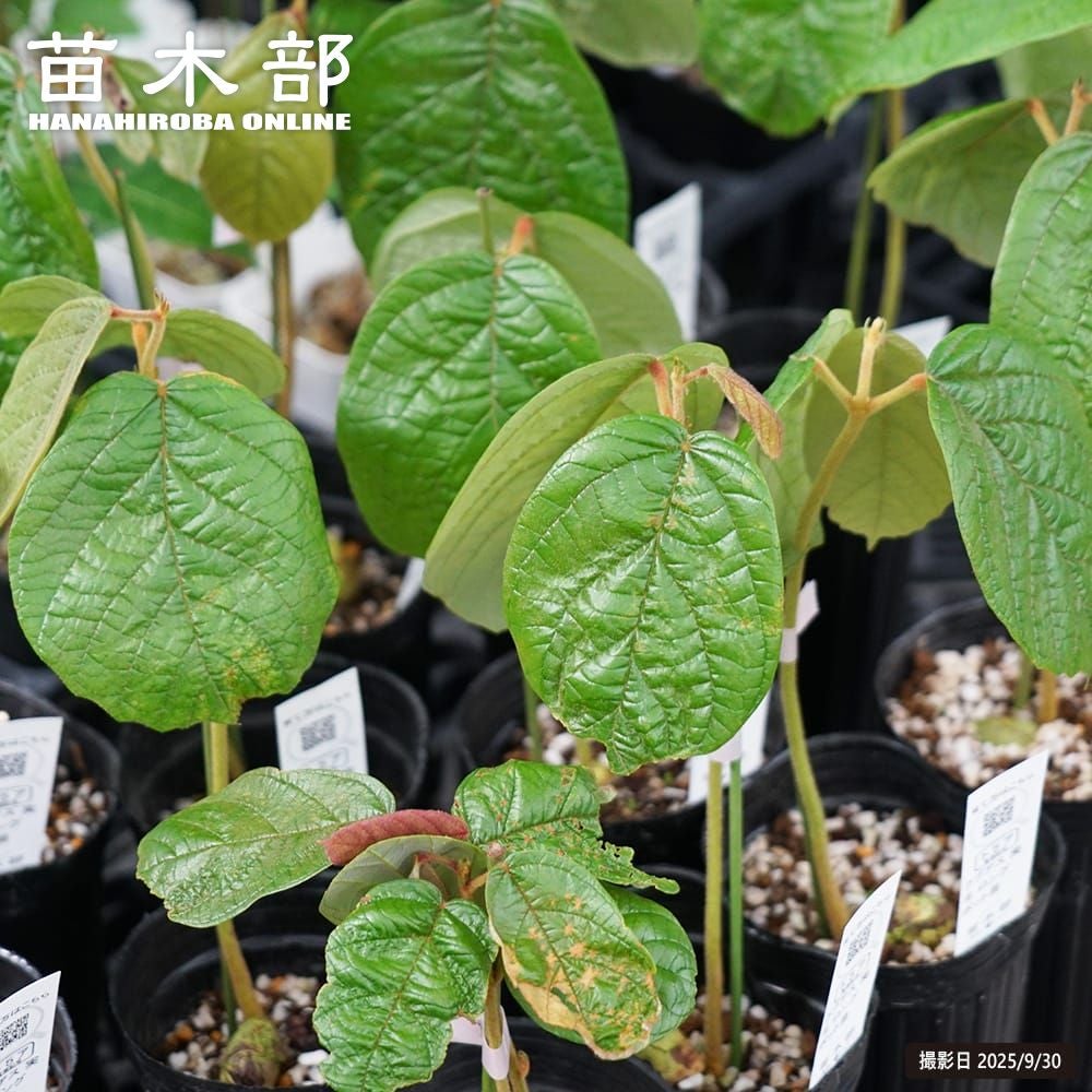 カカオ フォラステロ ナシオナル 苗 販売 苗木部 By 花ひろばオンライン