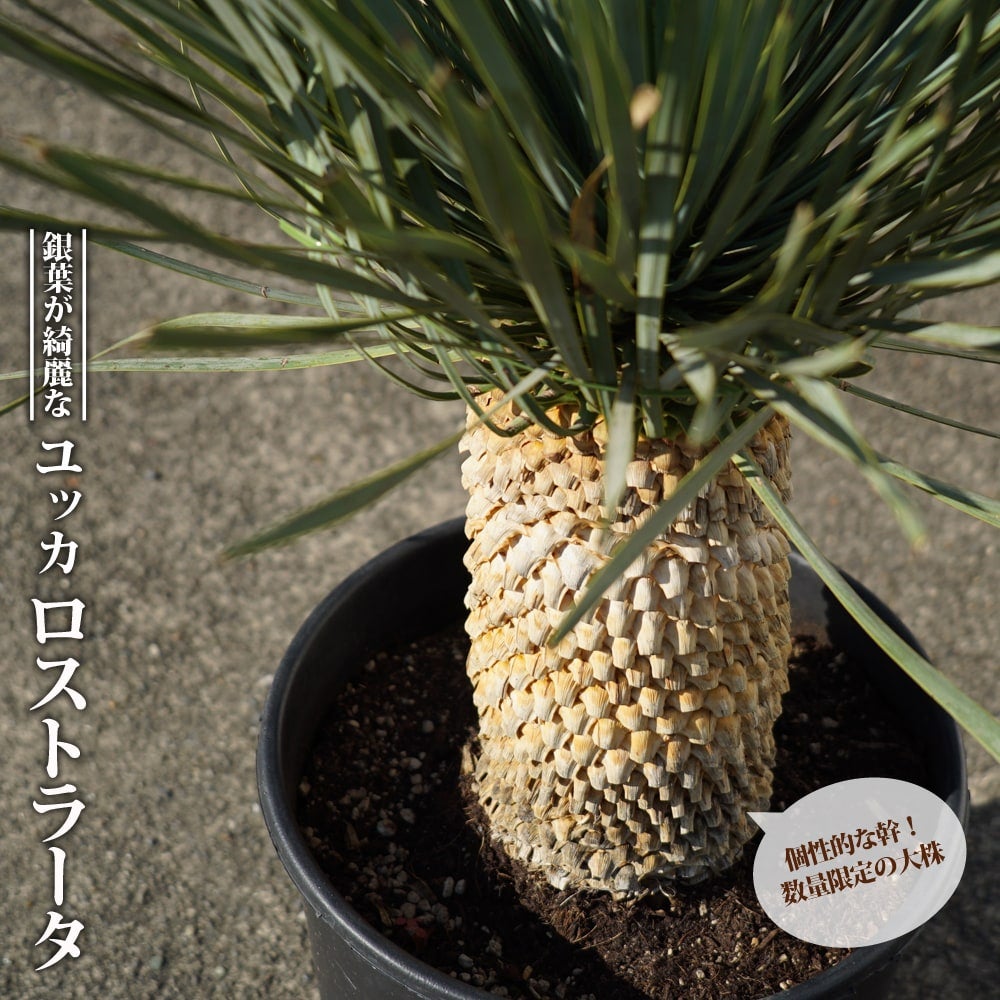 000000067290-01.jpg?size=l&w=