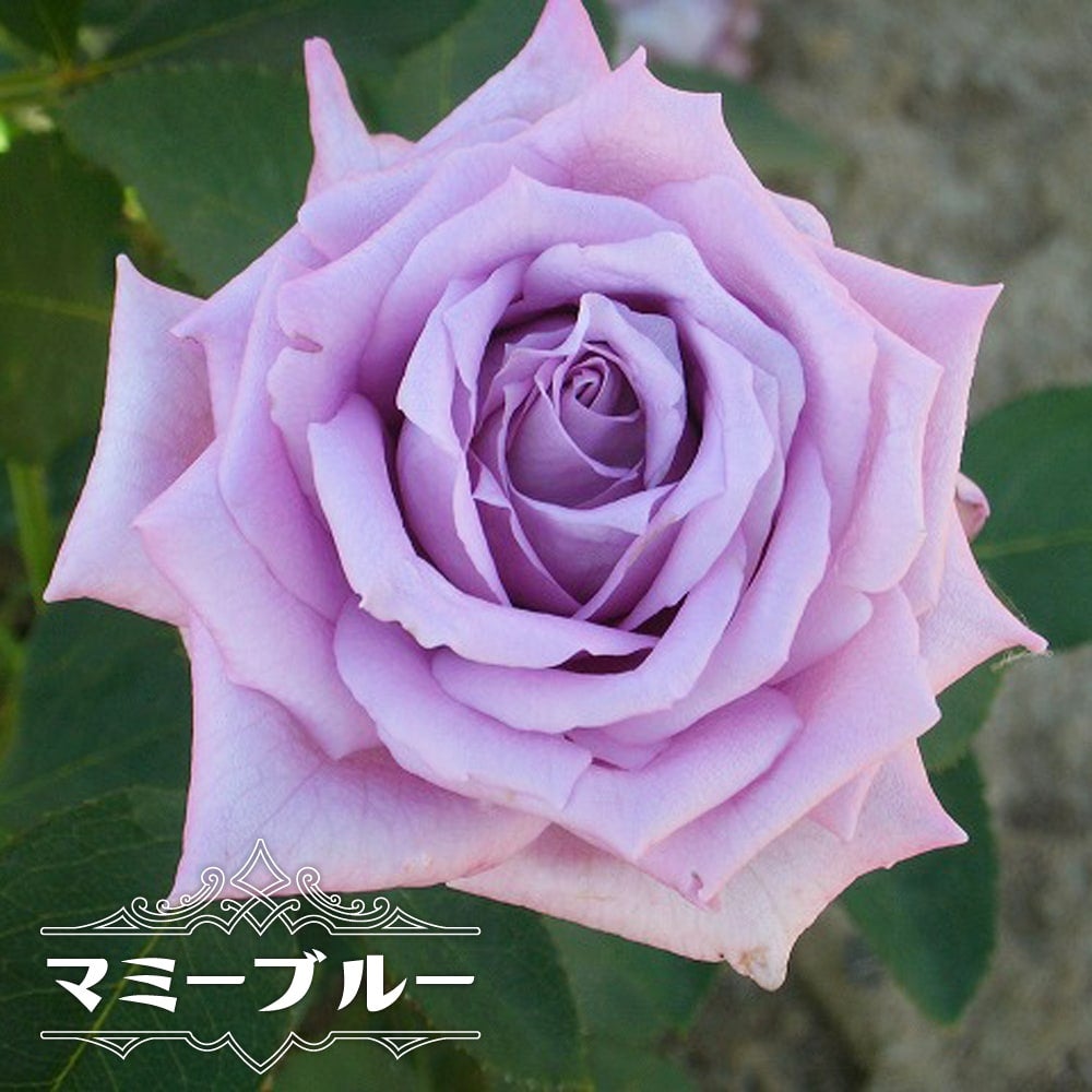 四季咲き | 苗木部 本店 By 花ひろばオンライン