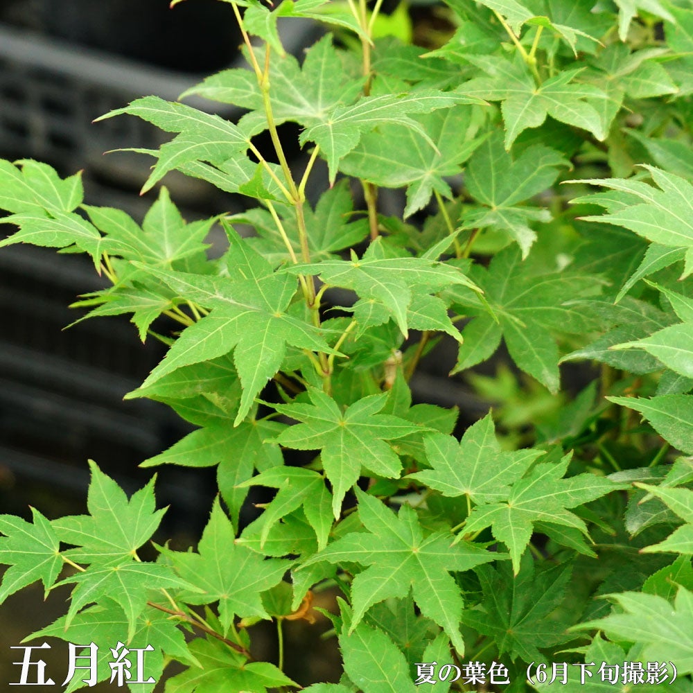 000000085700-02.jpg?size=l&w=