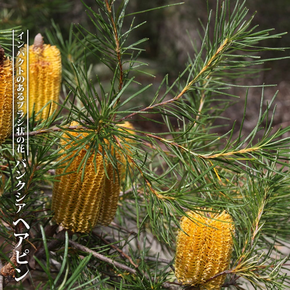 000000085820-01.jpg?size=m&w=