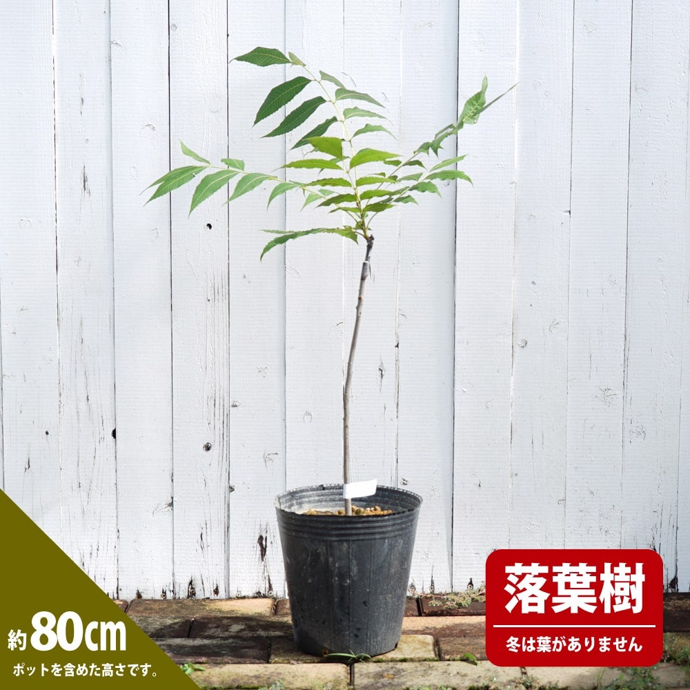 ペカンナッツ CLS-61 苗 販売 苗木部 By 花ひろばオンライン