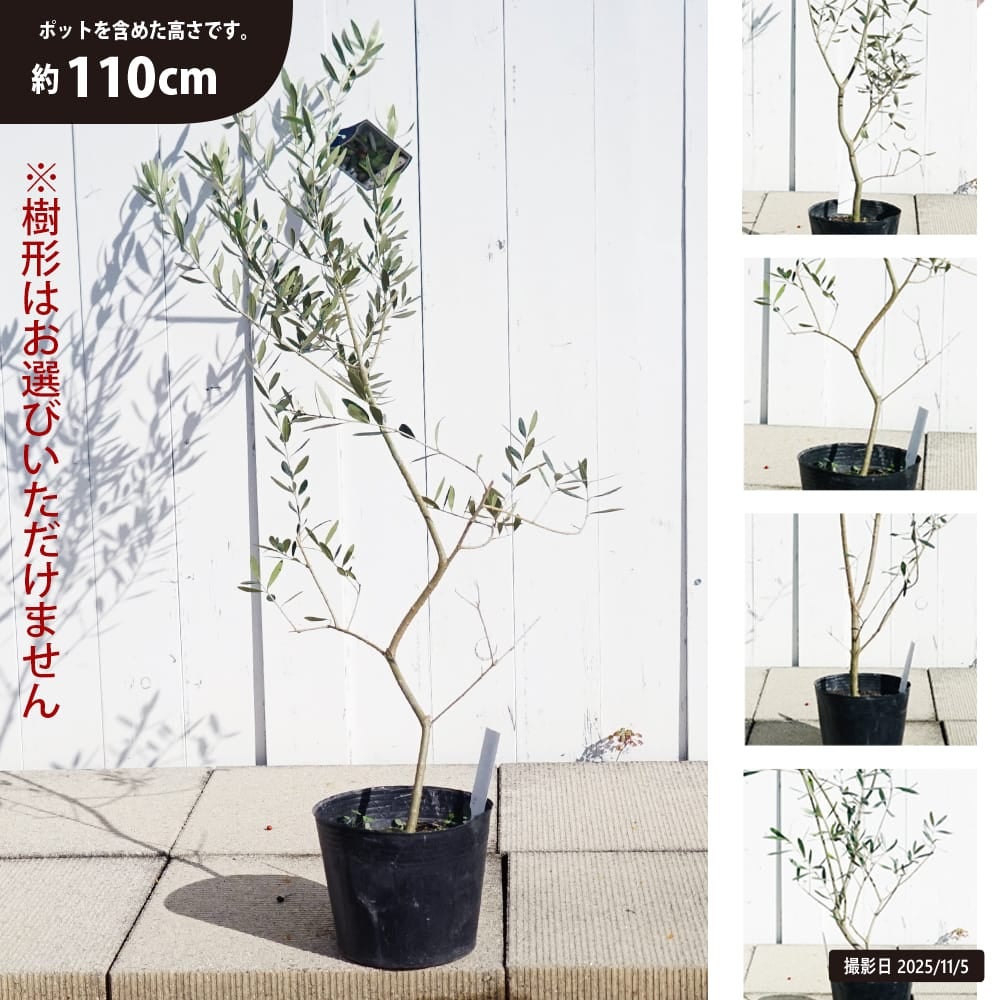 オリーブ レッチーノ 苗 通販 苗木部 By 花ひろばオンライン