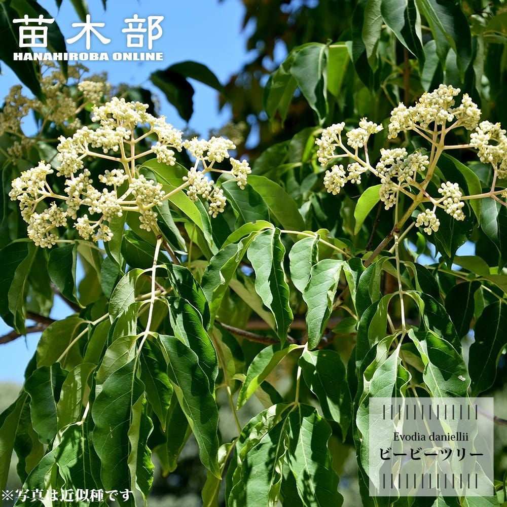 ロシアンオリーブ 苗 通販 苗木部 By 花ひろばオンライン