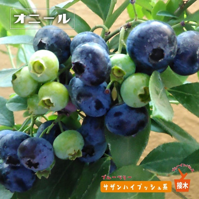 000000004281-01.jpg?size=l&w=