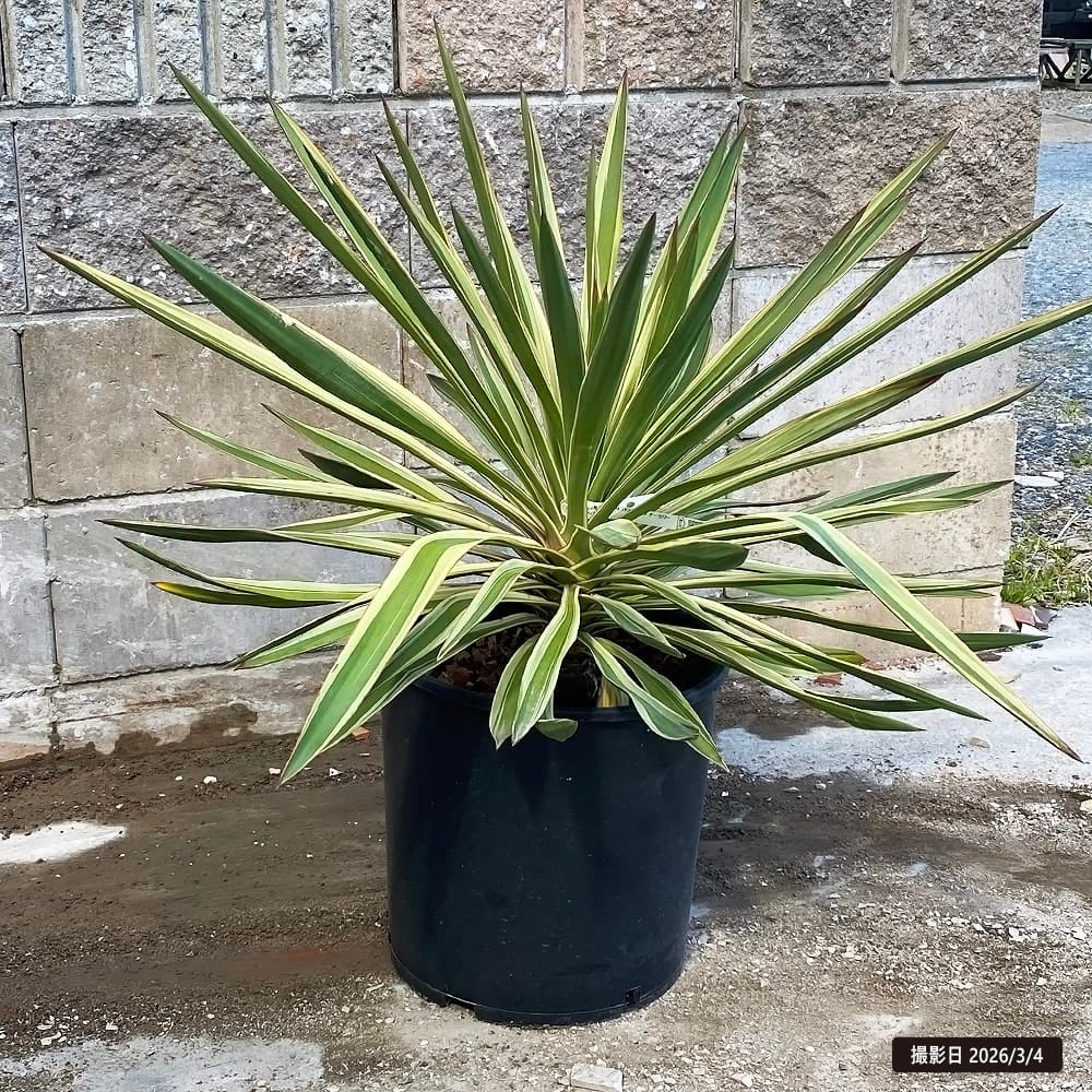 ユッカ ロストラータ ハイブリッドの通販 苗木部 By 花ひろばオンライン