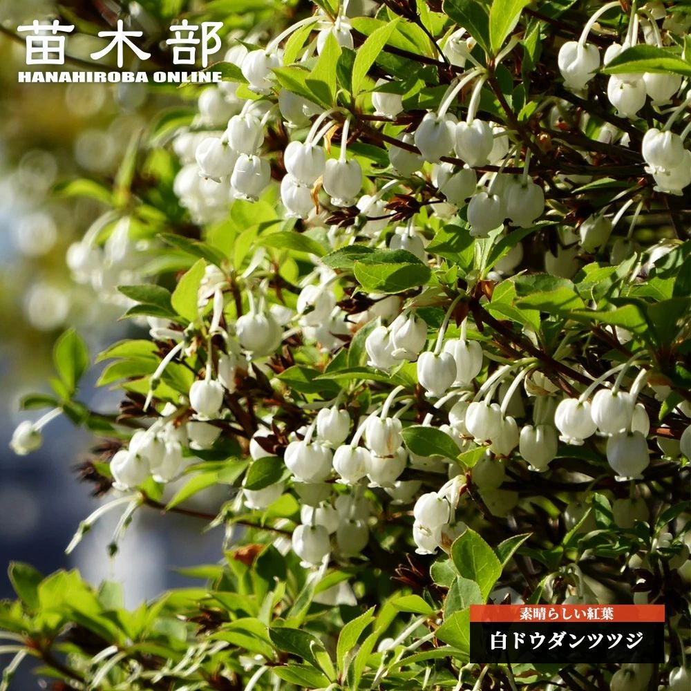 000000003157-01.jpg?size=l&w=