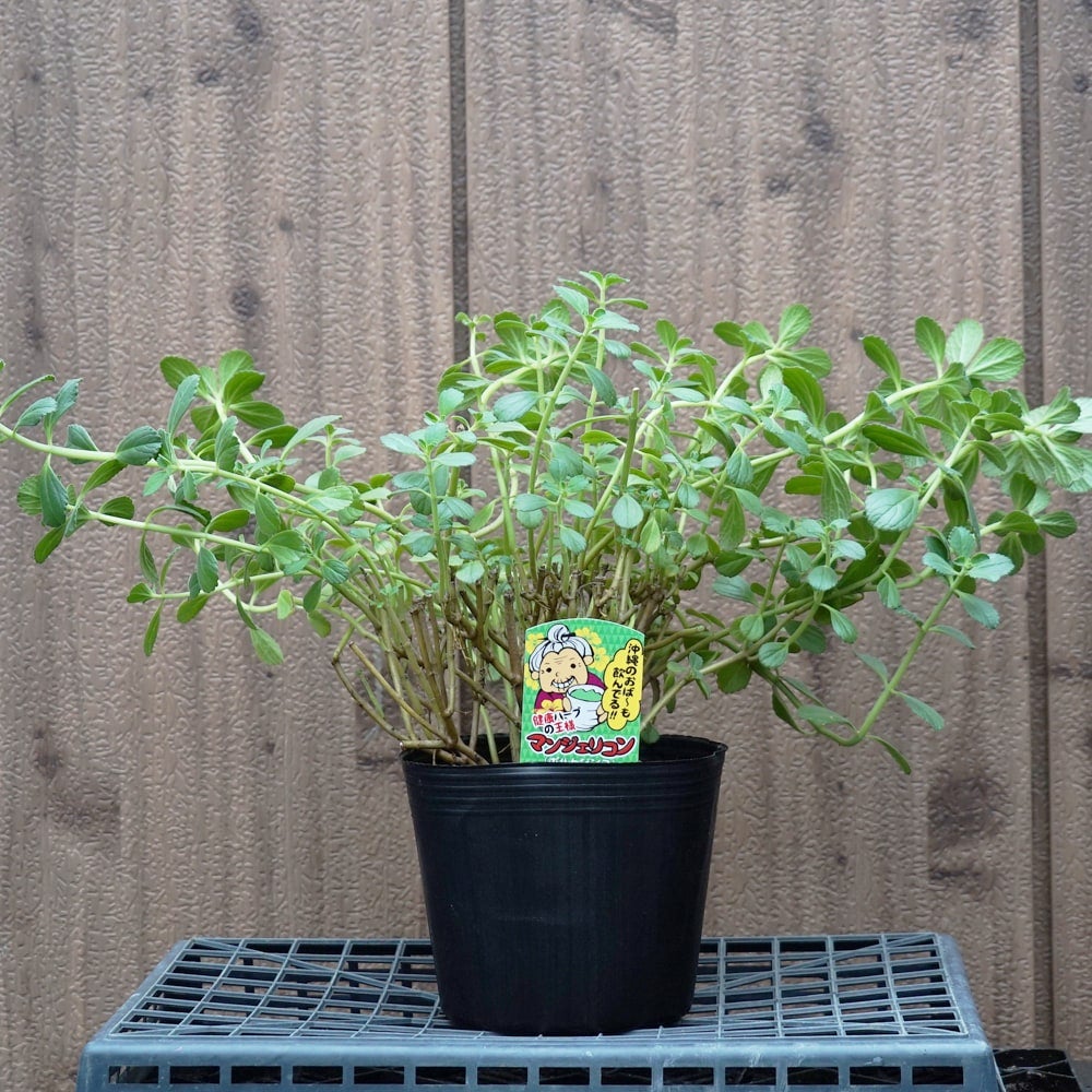 000000029525-03.jpg?size=l&w=