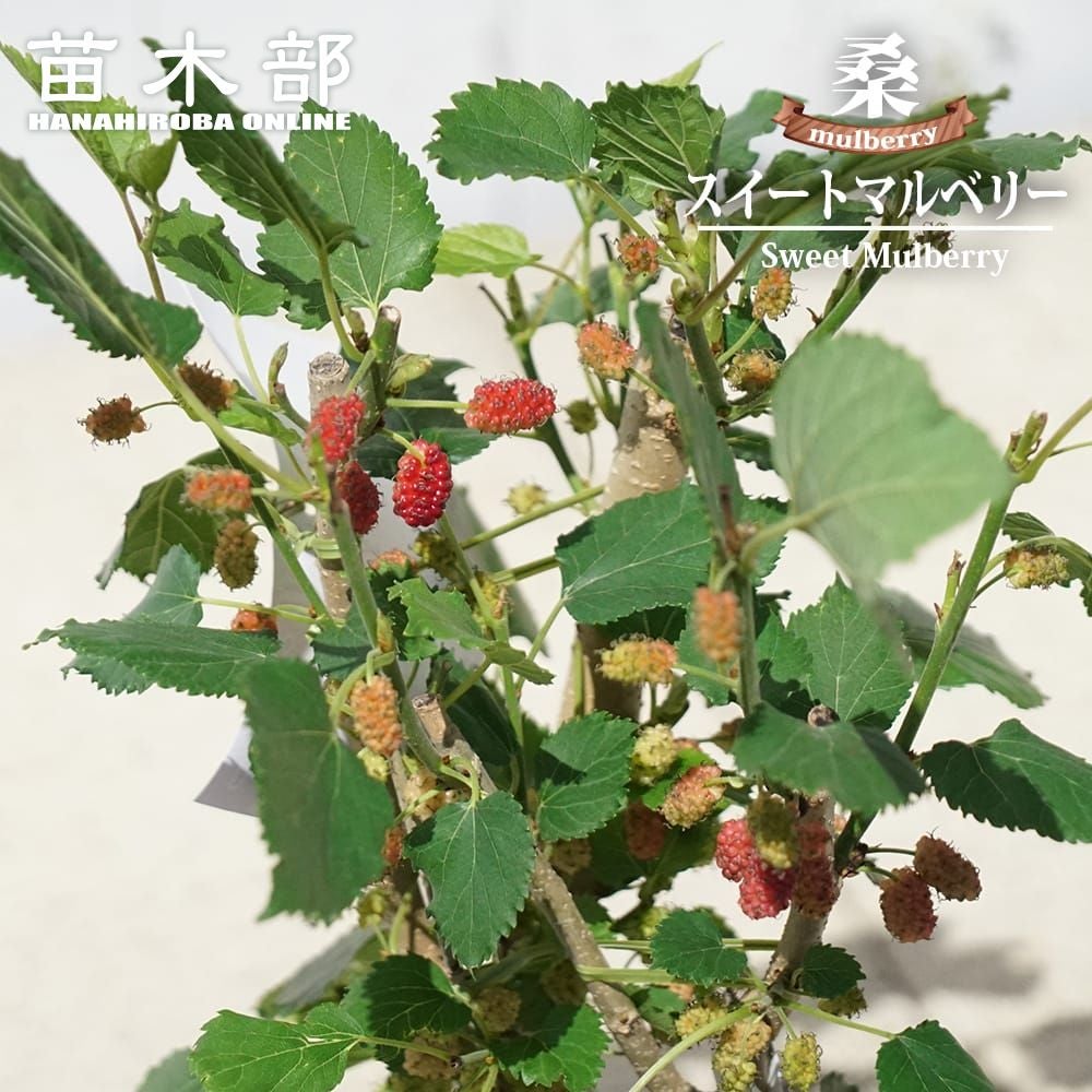 000000130566-01.jpg?size=m&w=