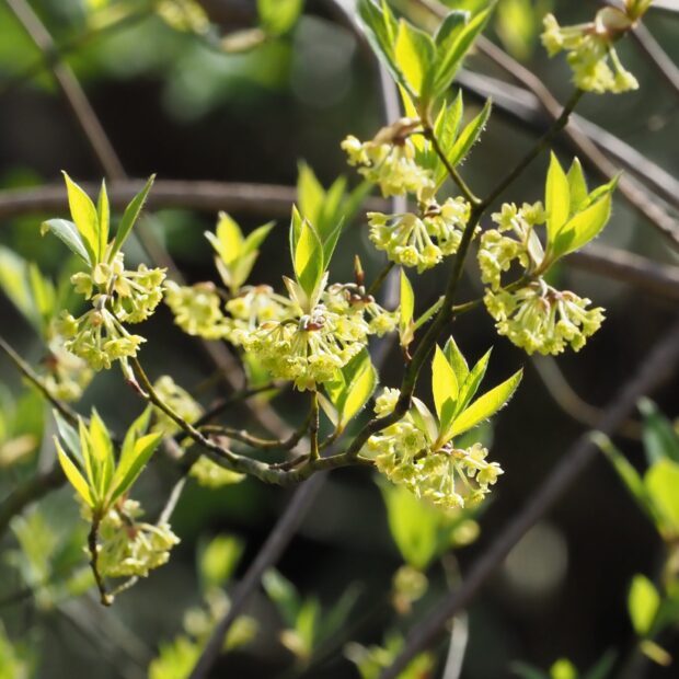 クロモジ – はなもく散歩