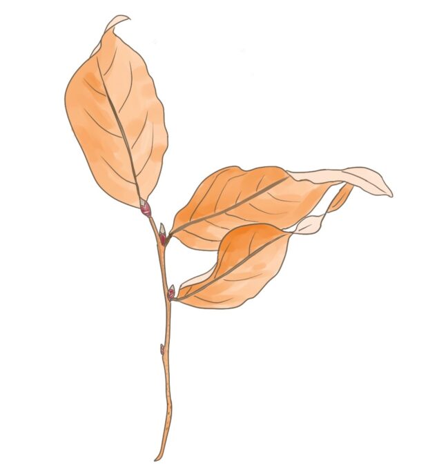 ヤマコウバシ – はなもく散歩