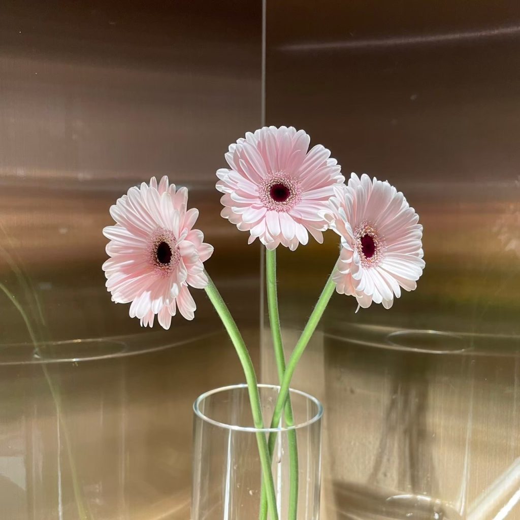 ガーベラ『カラントケーキ』 | 花屋 はな輔