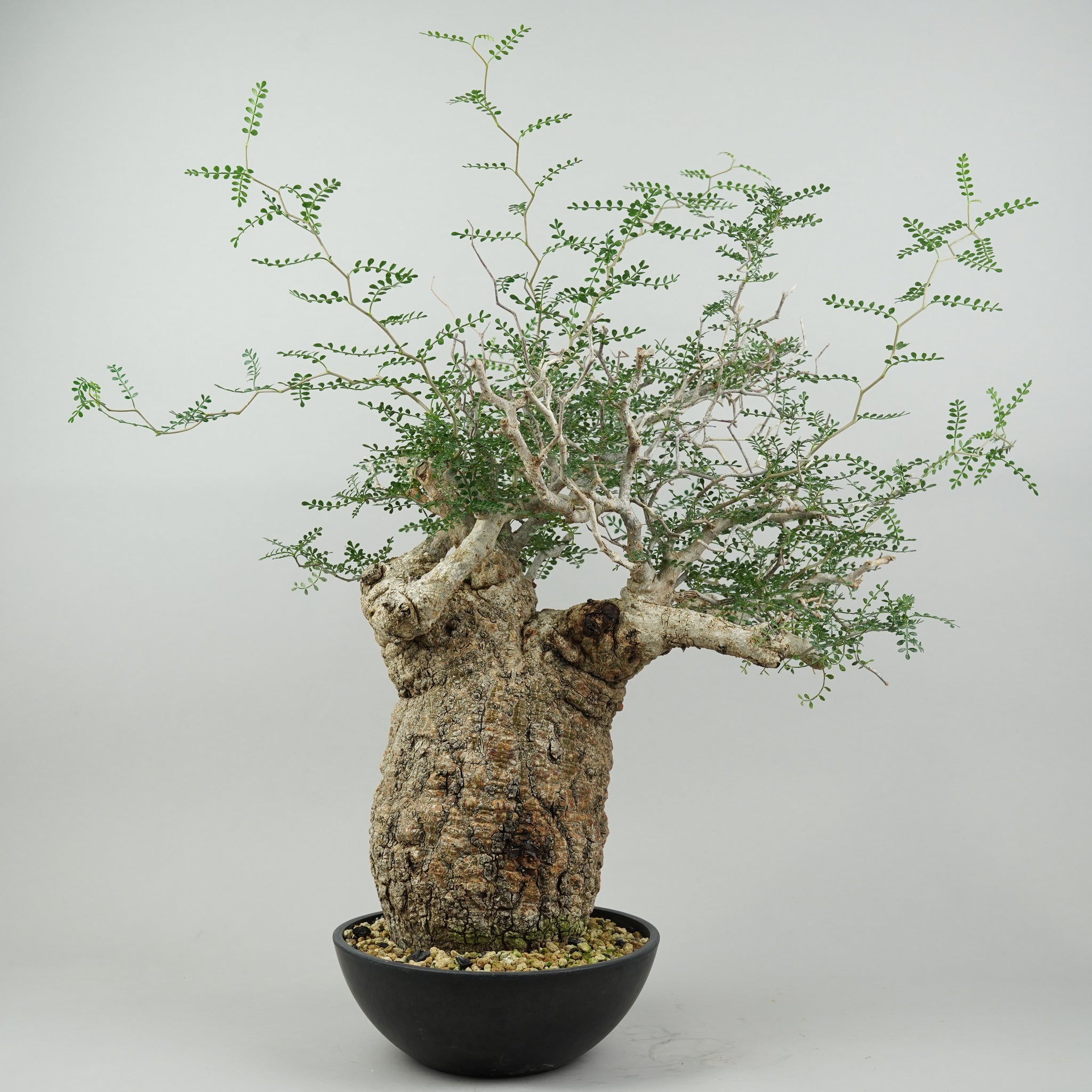 HACHI-8公式】オペルクリカリア・パキプス -Operculicarya pachypus