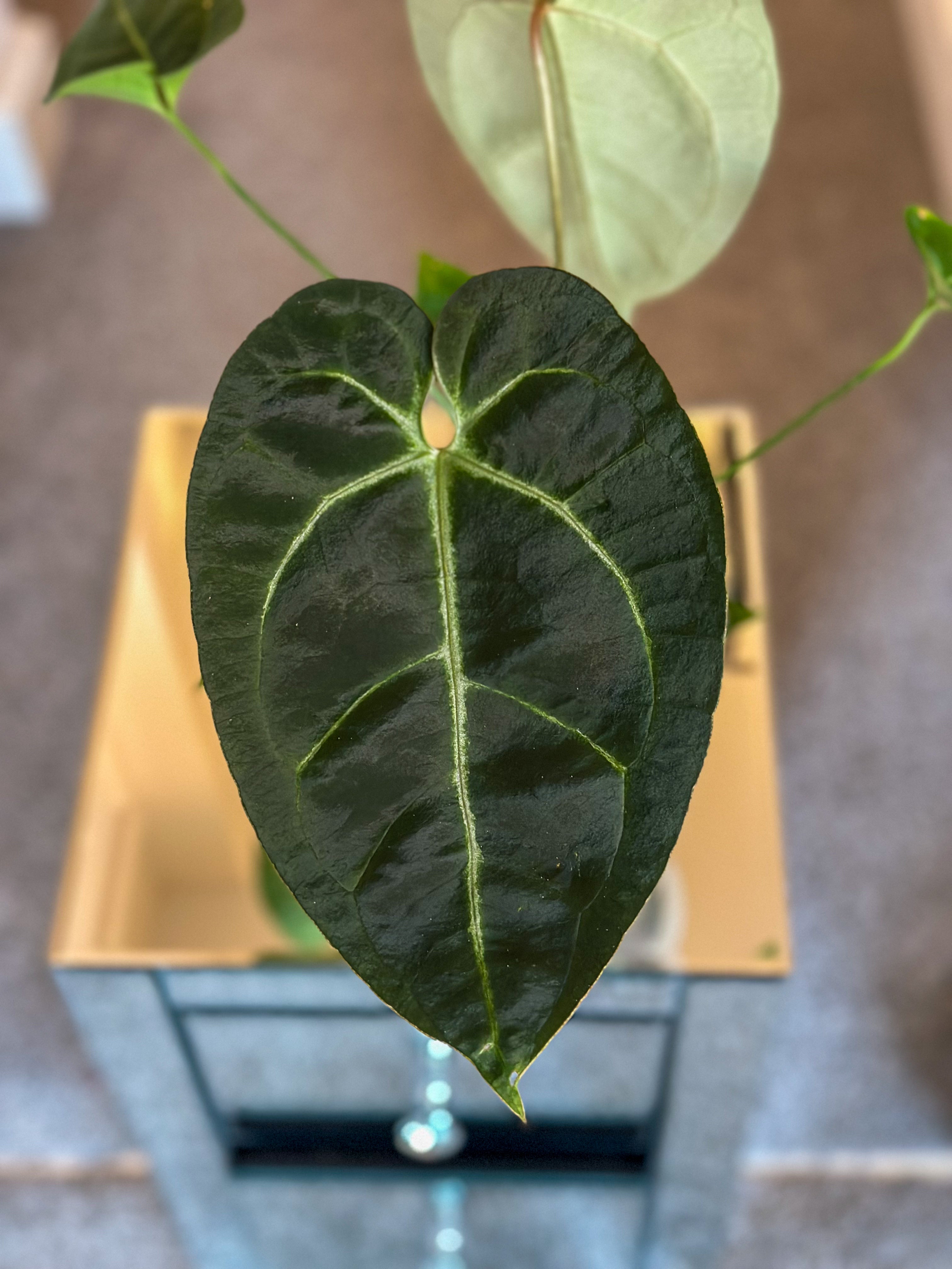 Anthurium Ace of Spades (AOS) x Black Velvet - #2 – HappiestPlants