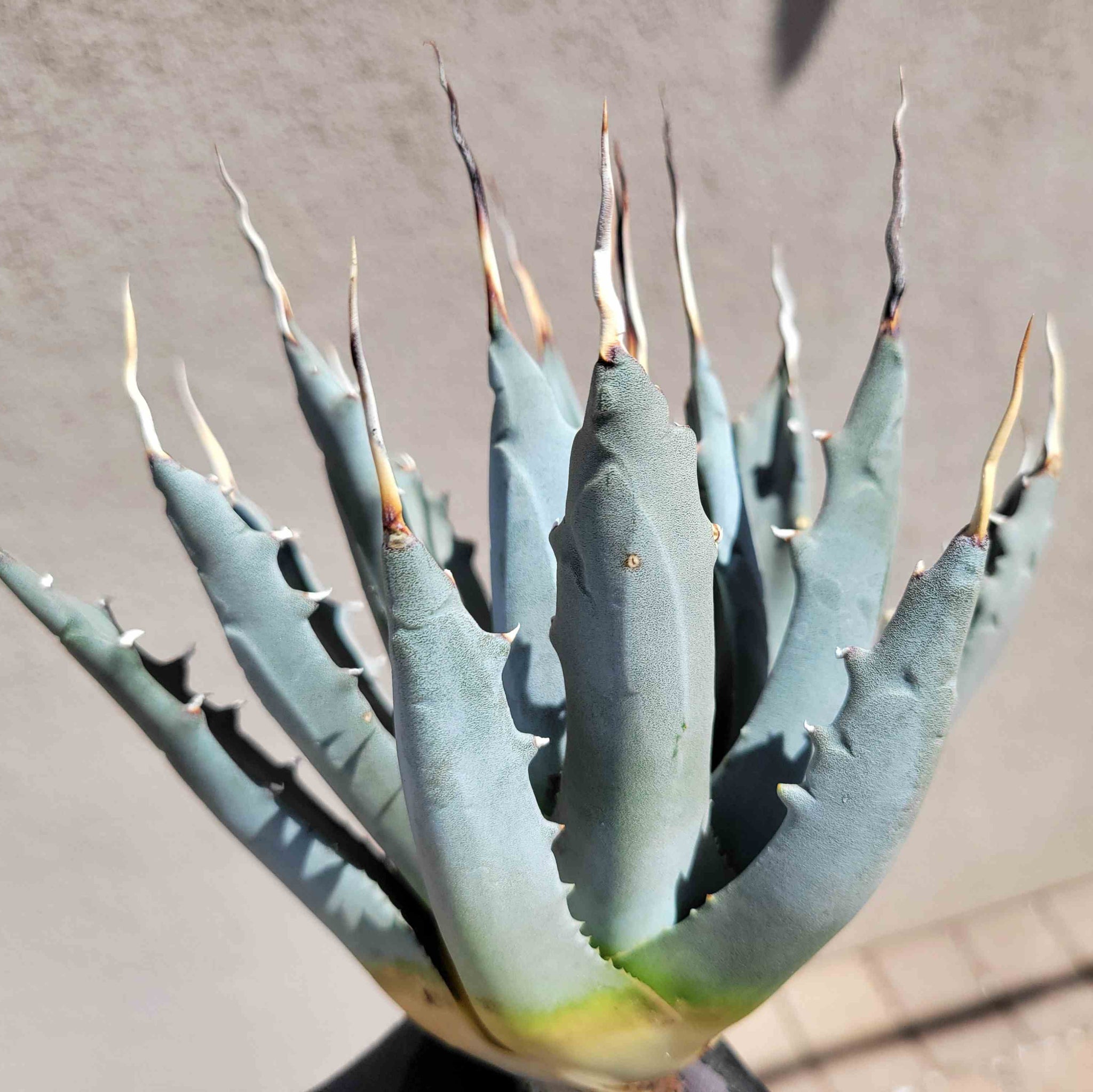 Agave utahensis v. eborispina - Utah Agave – Happy Valley Plants