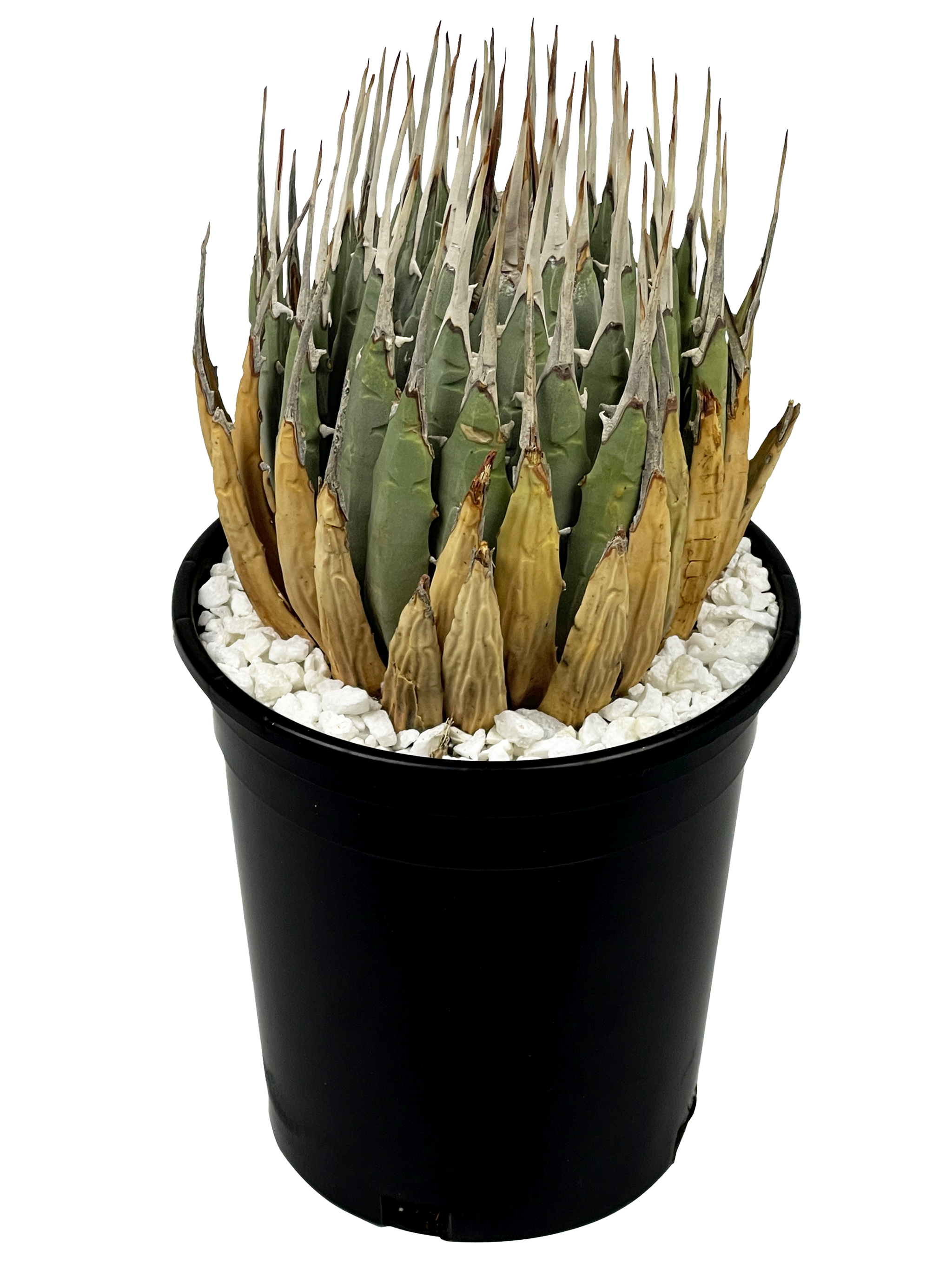 Agave utahensis v. eborispina - Utah Agave – Happy Valley Plants