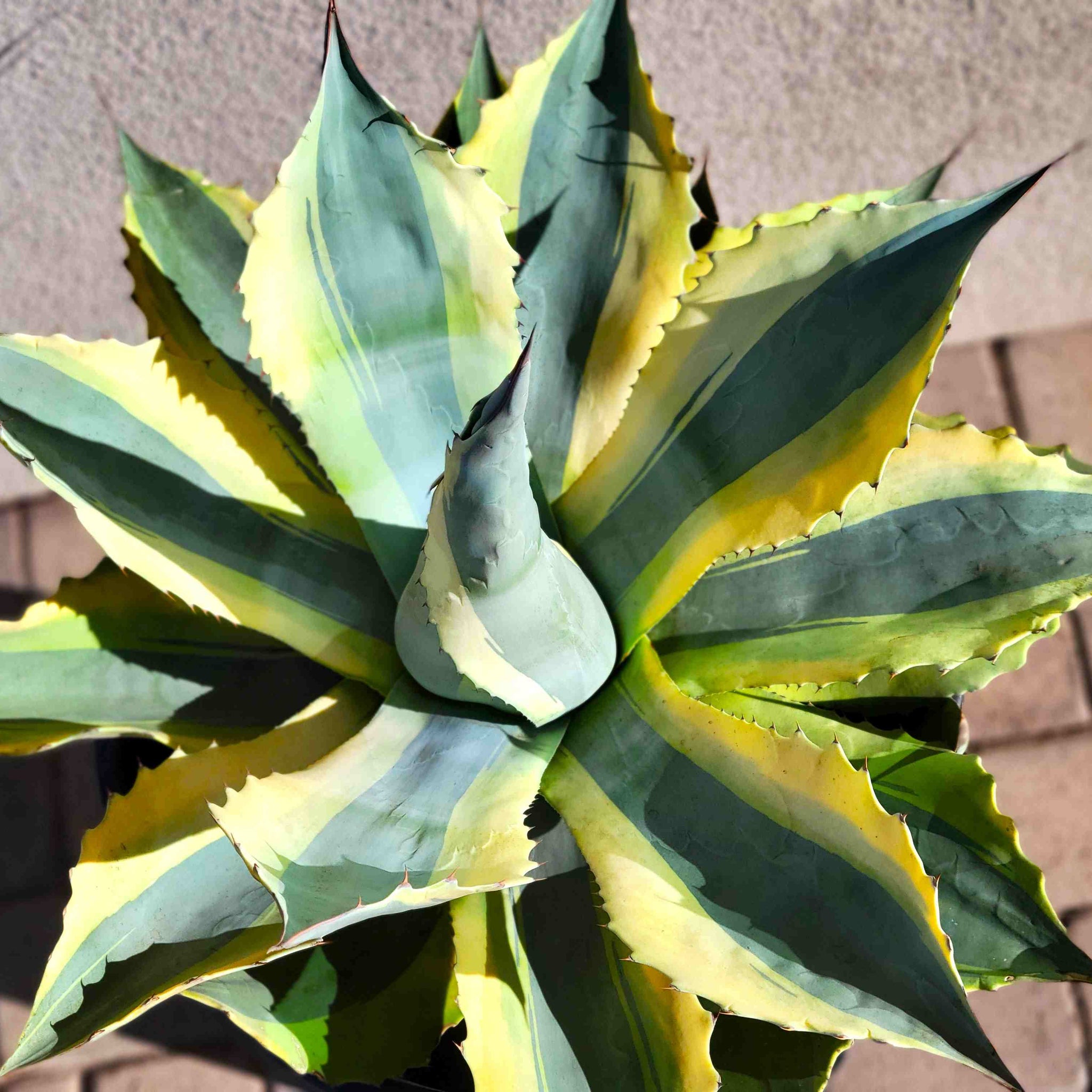 Agave ovatifolia 'Orca' - Variegated Whale's Tongue – Happy Valley
