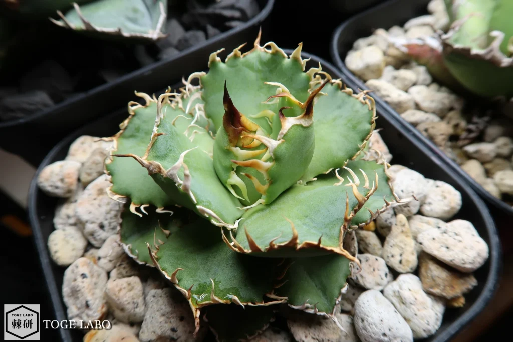 アガベ フィリグリー(圓葉拇指)｜独特の細かい鋸歯が魅力 | トゲラボ