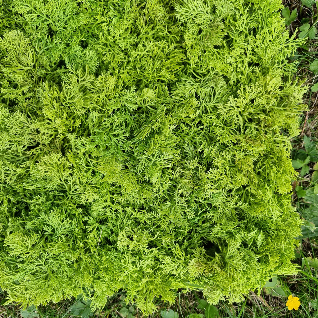 Artificial Moss Panel 25x25cm Sample – Hedgedin