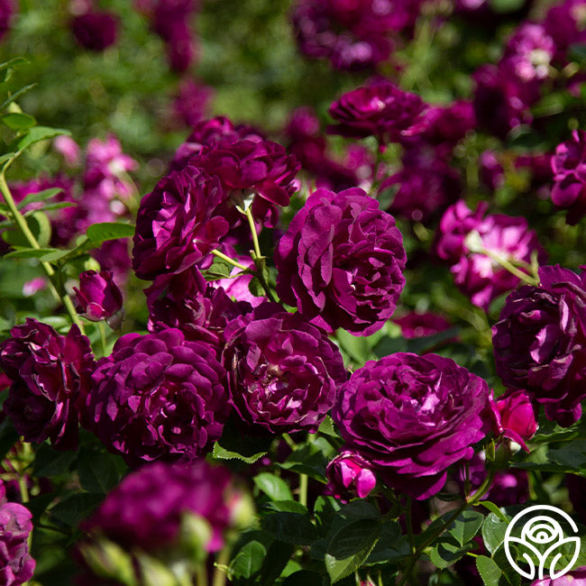 Twilight Zone Grandiflora Rose | Fragrant Rose Bush – Heirloom Roses