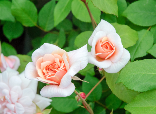 レッド マザーズディ – Red Mothersday | 姫野ばら園八ヶ岳農場