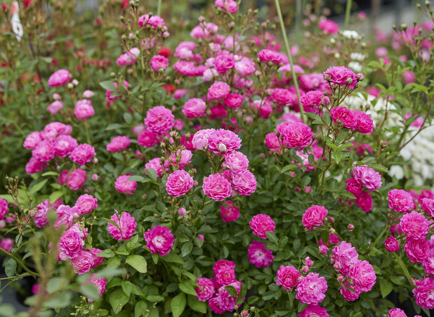 時の恵み – Toki no Megumi | 姫野ばら園八ヶ岳農場