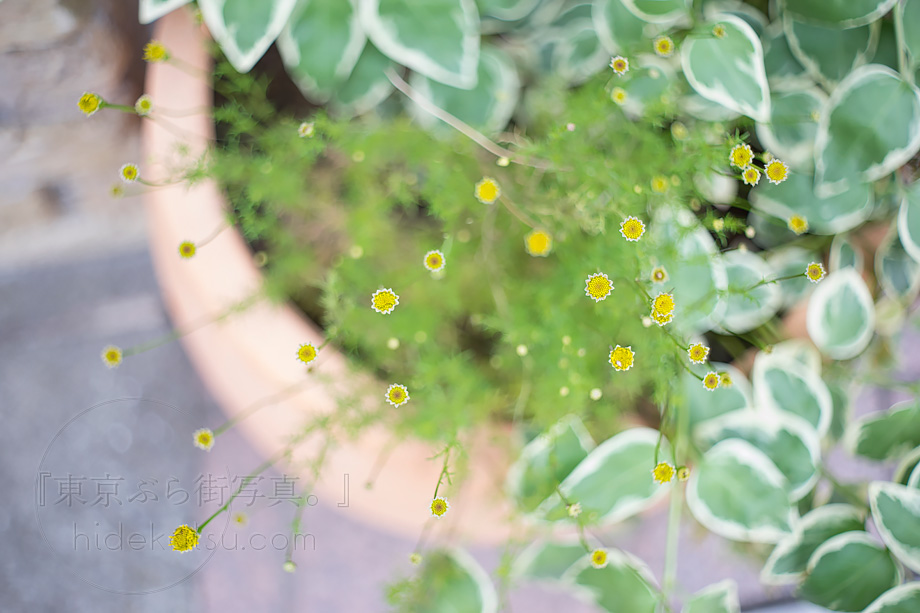 ロシアンホワイトの準広角 Mir-1 37mm F2.8 はFlektogonのコピーレンズ