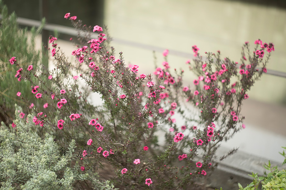 Helios 44 58mmのぐるぐるボケと柔らかな描写健在の1950年製 初代