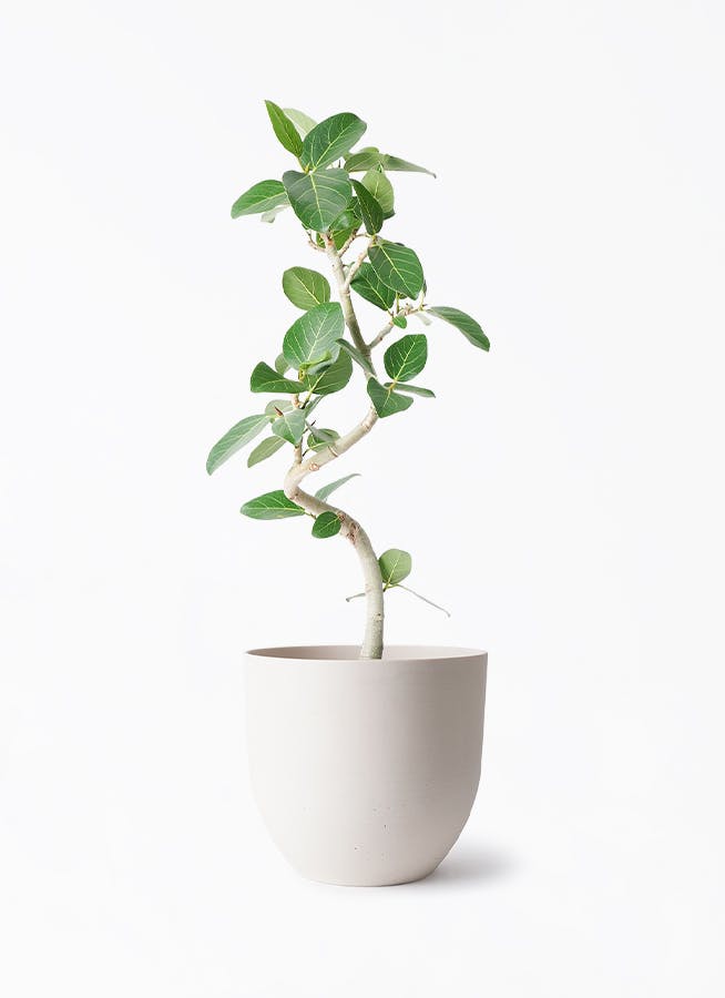 観葉植物 フィカス ベンガレンシス 6号 曲り インティ ホワイト 付き