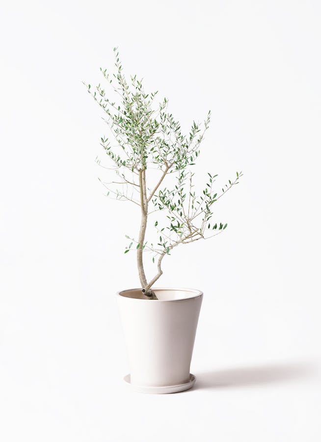 観葉植物 オリーブ 10号 レッチーノ サブリナ 白 付き | 観葉植物なら
