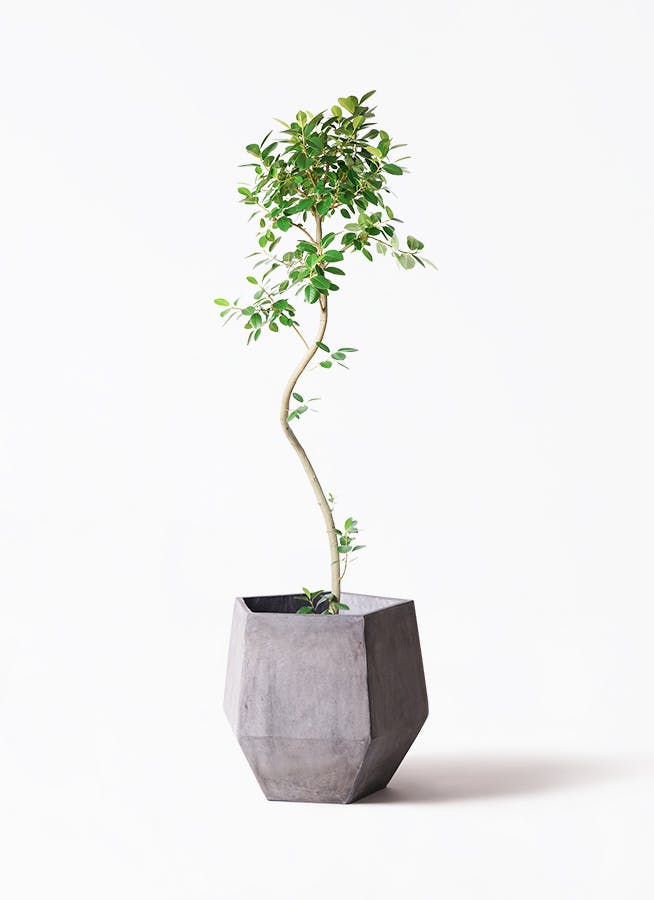 観葉植物 フィカス ウンベラータ 10号 曲がり FiberCray（ファイバー