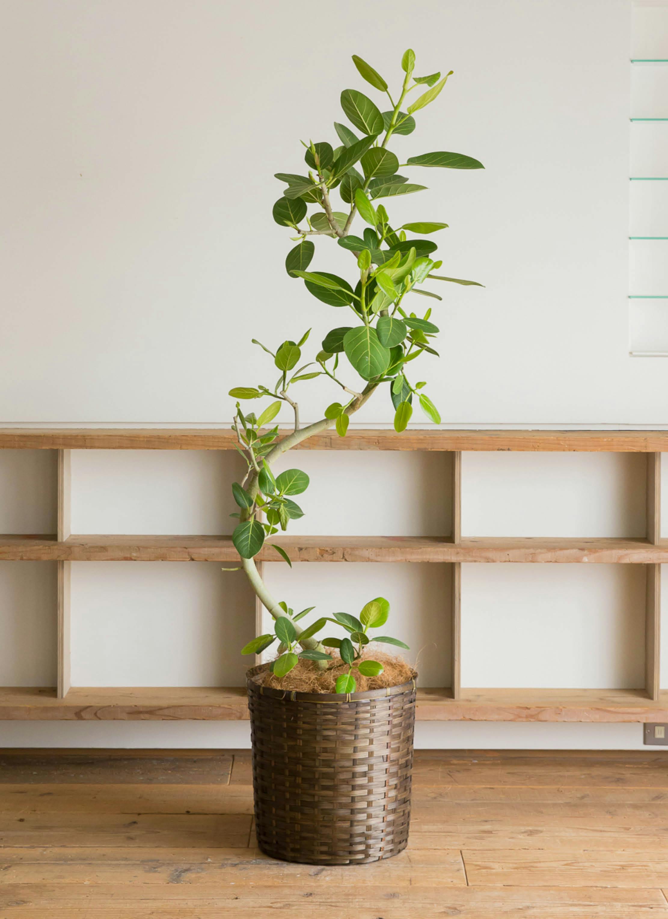 フィカス ベンガレンシス 10号 | 観葉植物通販 Hitohana（ひとはな）