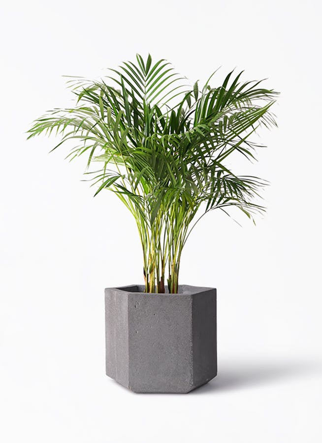 アレカヤシ 8号 | 観葉植物 | インテリアやギフトに - Hitohana（ひと